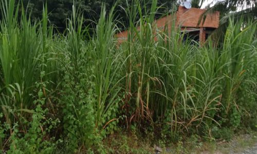 Tân Định – Suối Đá DMC Tây Ninh